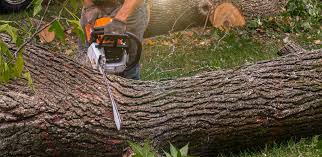 Trusted Rio Vista, TX Tree Removal Services Experts